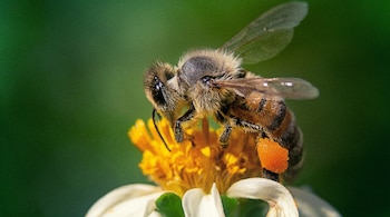 Día Mundial de las Abejas – Anton Janša – Eslovenia - Perú – noticias – 14 mayo