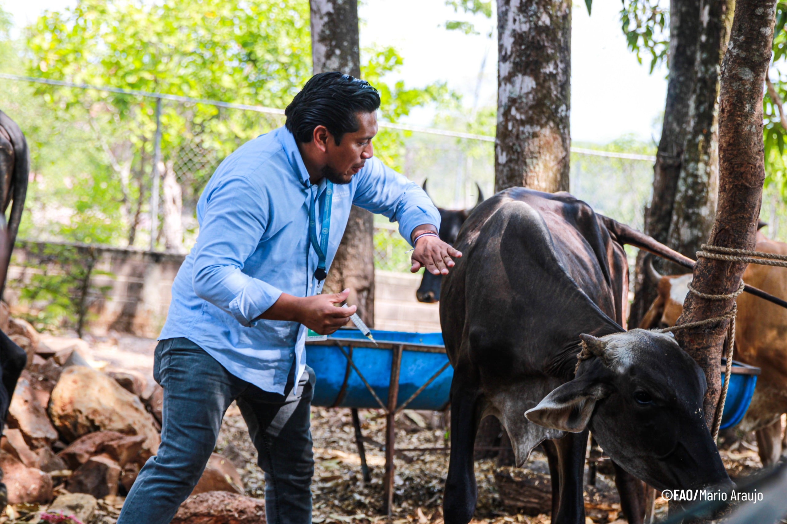La FAO también entregó desparasitantes, jeringas y cicatrizantes para apoyar a ganaderos del Programa de Aumento a la Producción de Leche. / (FAO El Salvador)