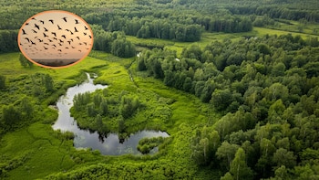 Por qué la conservación de