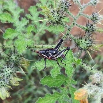 Los chapulines son insectos endémicos