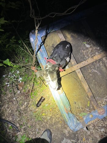 El manejador de Ronin llevó