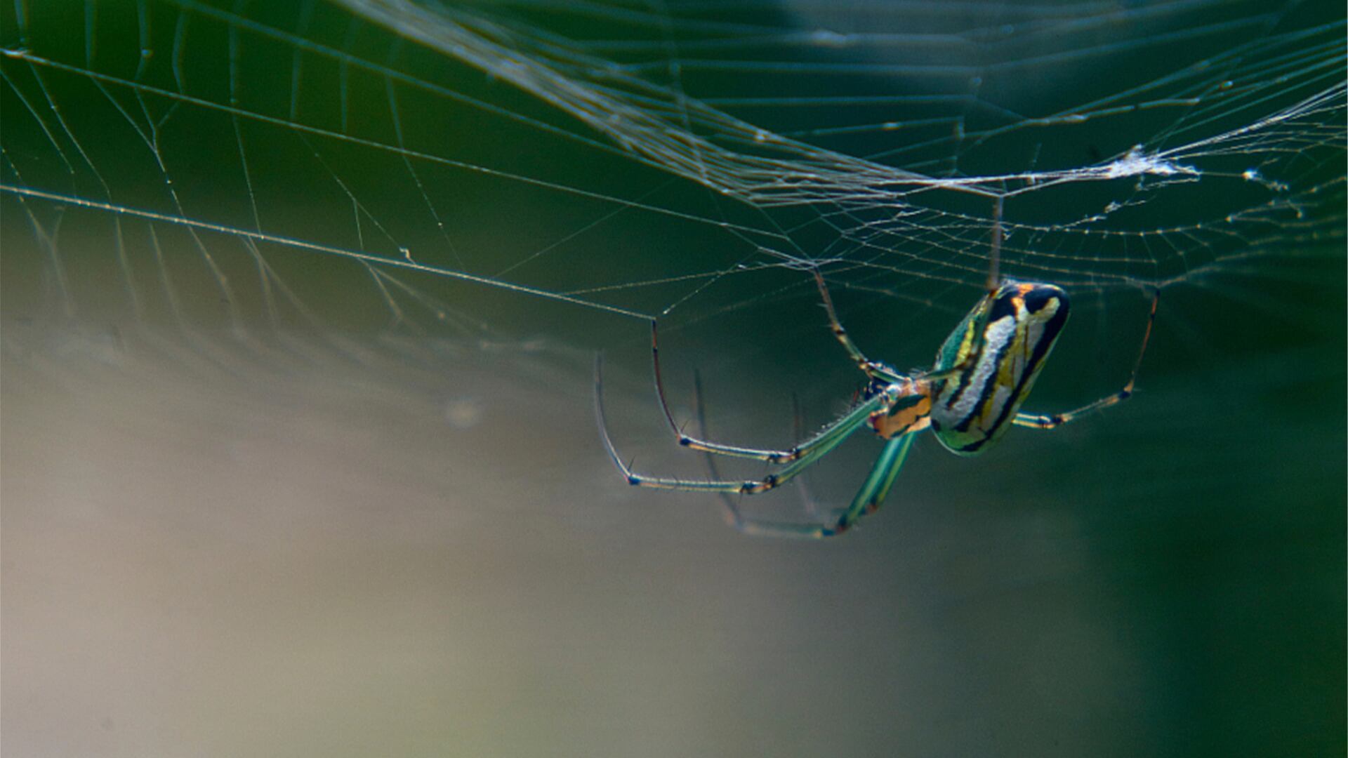El modelo APEX de la Universidad de Pennsylvania descubre compuestos inéditos en venenos de serpientes, escorpiones y arañas con potencial antibiótico(Ronald Valdés Balse/WikiCommons)