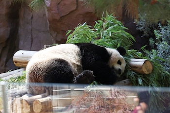 Panda bear Yun Chuan rests