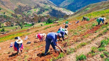 Perú: 2 millones de hectáreas agrícolas están expuestas a riesgo por inundaciones