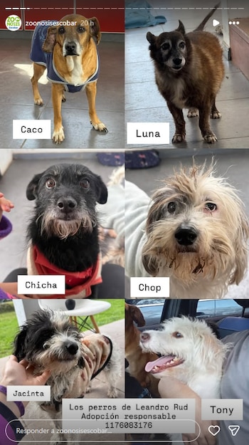 Estos son los perros que Leandro Rud había rescatado de la calle y que hoy son dados en adopción (Instagram)