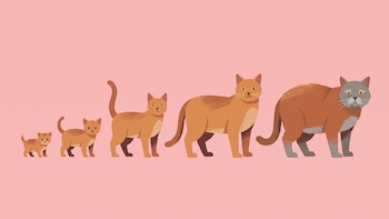Longevidad felina: cómo lograr que los gatos vivan más y mejor
