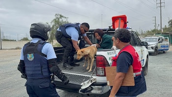 Agentes de seguridad y una mujer con guantes sujetan a un perro de color marrón claro sobre la plataforma abierta de una camioneta blanca