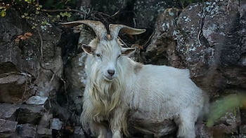 De anécdota en Facebook a