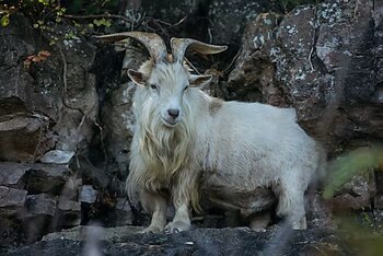 Crisco, el macho cabrío de