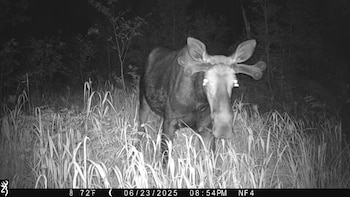 El uso de cámaras automáticas
