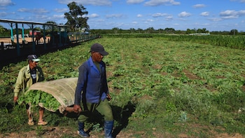 Crisis cubana condiciona el repunte del tabaco en Sancti Spíritus