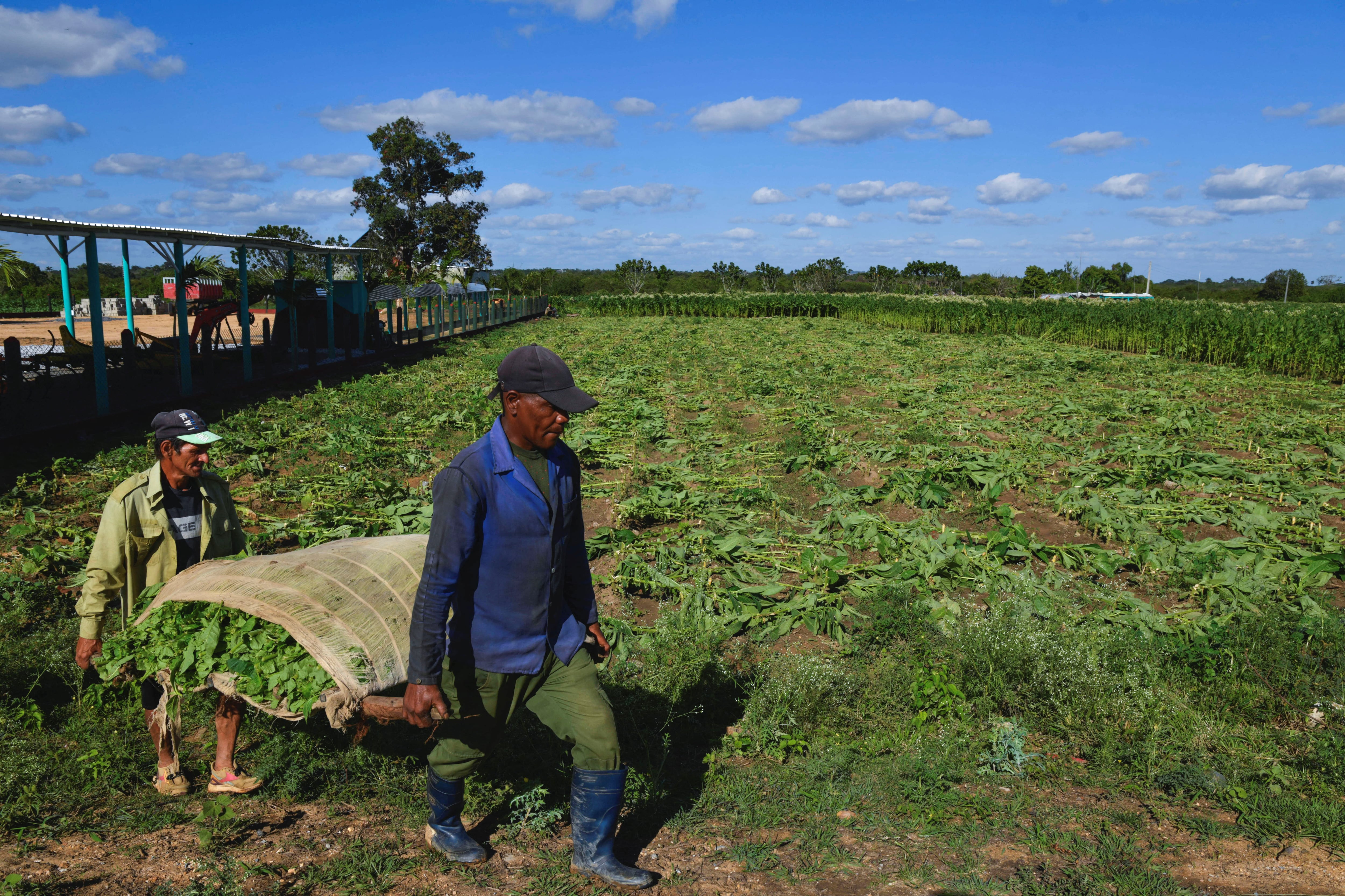 Agricultores llevan hojas frescas de tabaco a un secadero en San Juan y Martínez, Cuba, el 25 de febrero de 2025. REUTERS/Norlys Pérez