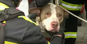 Perritos fueron rescatados
crédito - Latina