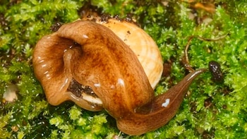 El O. Nungara está comiendo
