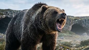 Gigantes de 385 kilos: los osos pardos que poblaron Portugal y perdieron la mitad de su peso por la acción humana