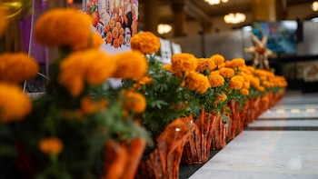 Secretaría de Hacienda prepara ofrenda a mujeres históricas y actividades gratis por Día de Muertos