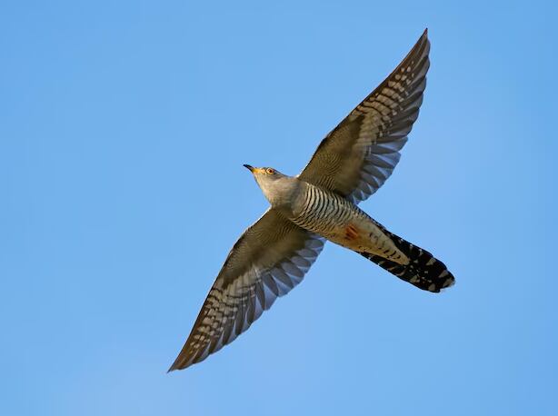 Expertos consideran que factores como tormentas, orientación defectuosa o causas aún desconocidas pueden estar detrás de que esta ave haya llegado tan lejos de su ruta habitual (Freepik)