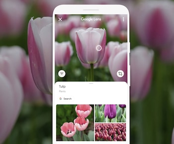 Hasta ahora, las búsquedas de