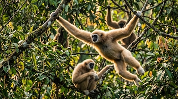 Tres gibones de pelaje claro entre ramas y hojas verdes de árboles en un bosque tropical iluminado por el sol.