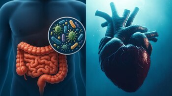 Ambas bebidas aportan diferentes beneficios