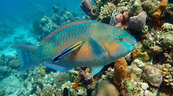 Un pez limpiador pequeño con franjas se ubica sobre el costado de un pez de arrecife grande y colorido, con diversos corales y esponjas en el fondo marino.