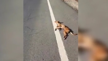 Mya abandonada en el arcén.
