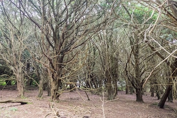 Tejos milenarios sobreviven al paso