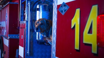 El animal fue cremado luego de morir a causa del cáncer y sus restos quedaron rodeados por recuerdos de quienes lo acogieron cuando fue abandonado frente a la estación