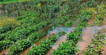 La Ley Chlimper 2.0 favorece