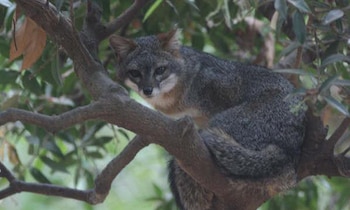 Zorro gris de pelaje gris y blanco posado sobre la rama de un árbol con follaje verde, mirando directamente hacia adelante