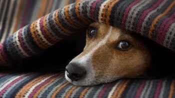 Es importante cuidar a las