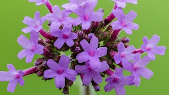 “Oro violeta”: ¿Por qué la