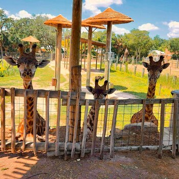 ZooTampa no solo es un