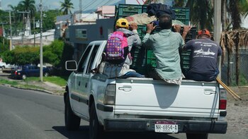 Limoneros son azotados con una
