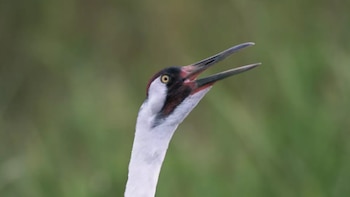 Las grullas trompeteras permanecen por primera vez todo el invierno en Oklahoma