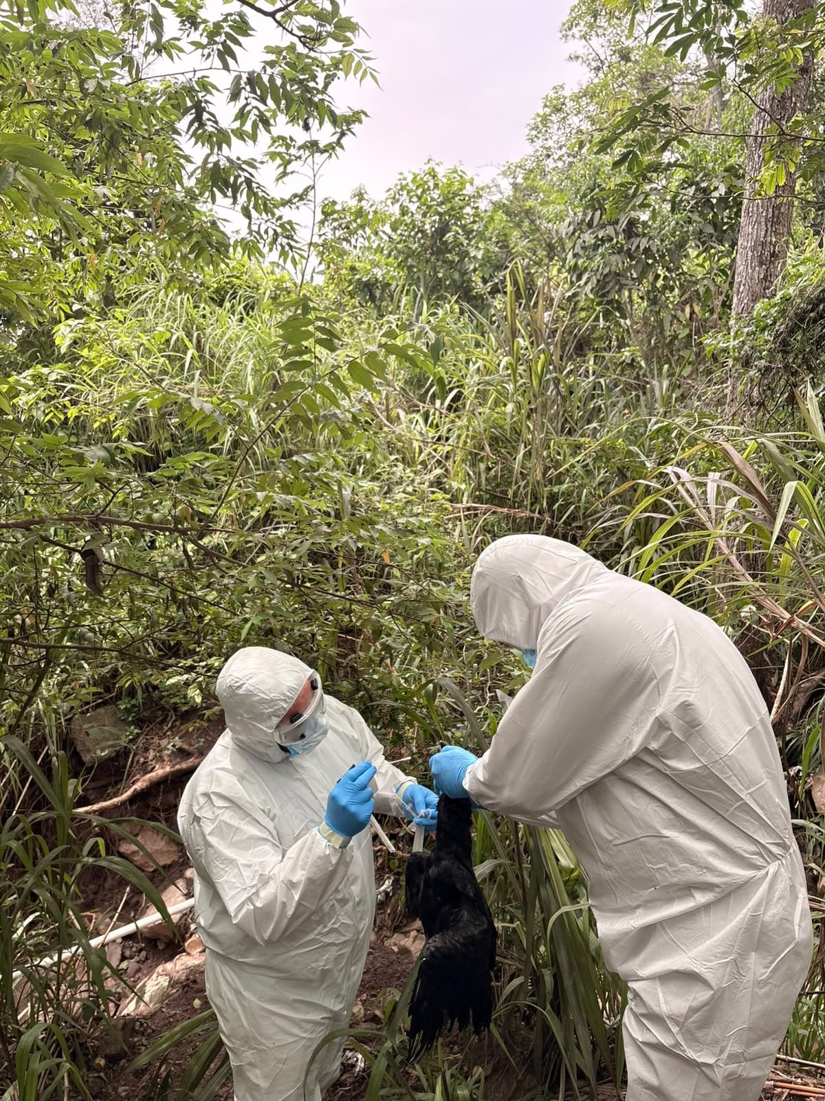 Senasa intensificó la vigilancia epidemiológica en el occidente de Honduras tras detectar un brote de influenza aviar en aves silvestres.