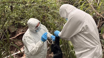 Senasa mantiene vigilancia en el occidente de Honduras tras detectar brote de influenza aviar en aves silvestres