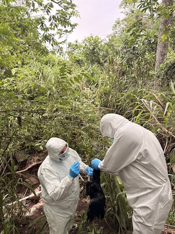 Las autoridades informaron que no se detectaron contagios de influenza aviar en aves domésticas, granjas avícolas ni explotaciones comerciales.