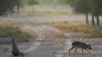 Origen de las maras en