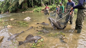 Cinco hombres en un río con redes intentan atrapar peces grandes. Hay varios peces en el agua y al menos dos en una red. Vegetación frondosa en el fondo.