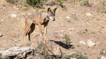 PACMA presentará una queja contra