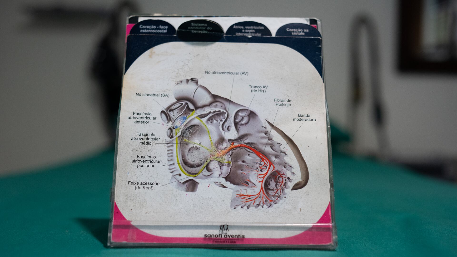 El puntito azul en el diagrama muestra el nódulo sinusal, la usina eléctrica del corazón, el