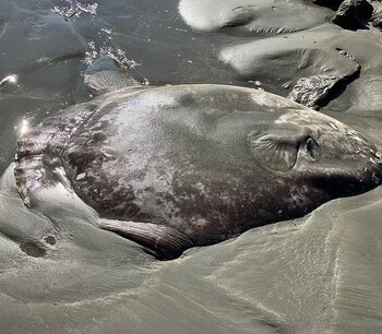 El ejemplar fue identificado por