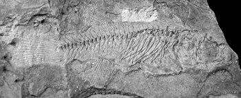 Fósil Carrionellus diumortus (Wilson E Costa)