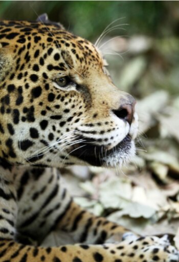 Crédito: Gerardo Ceballos/UNAM