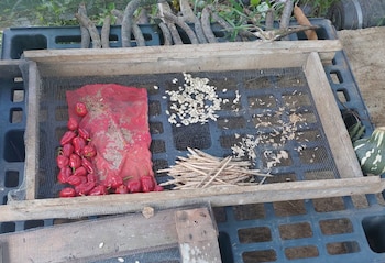 La producción de plátano, banano, arroz y frijoles representa una importante fuente de alimentación e ingresos para las familias indígenas de Talamanca, cuyos terrenos agrícolas resultan afectados por las inundaciones. Crédito: Asociación de Mujeres Kábata Könana Talamanca Cabécar