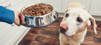 Mejores croquetas-para-perros, según la PROFECO.