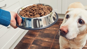 Éstas son las mejores croquetas