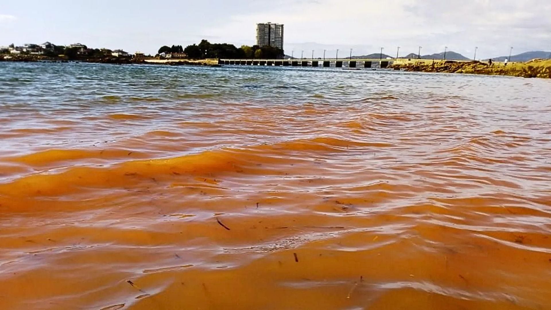 El fenómeno de la Marea Roja sucede cuando hay una proliferación de microalgas en el mar, que colorean el agua de tonos rojizos o pardos y que pueden ser nocivas (Foto/Gentileza GEC)