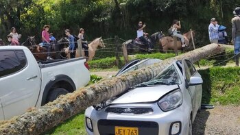 En el Valle del Cocora